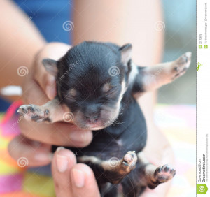 Tiny Newborn Black Chihuahua Being Held Hand