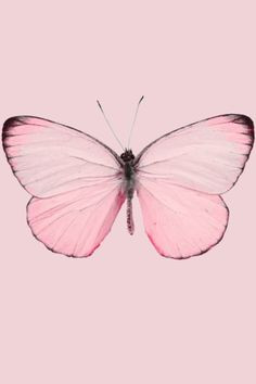 Light pale pastel pink butterfly moth insect nature iPhone android ...