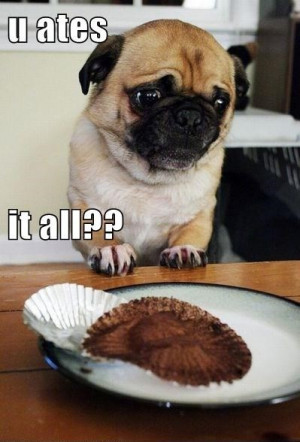 Sad Baby Pug Has Nothing To Look Forward To Now That You Ate Its ...