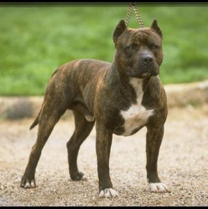 american pit bull terrier Images and Graphics