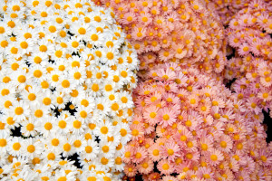 blog dedicated to flowers.