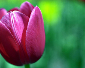 Nature Purple Tulip Flower...