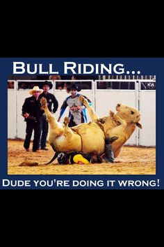 Bull Rider gotta love it