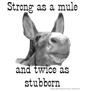 MuleStubborn.jpg