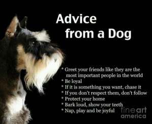 Advice from a dog