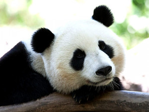 Erboe Endangered Animals Giant Panda