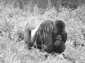 We met this huge and magnificent silverback in the Virunga Mountains ...
