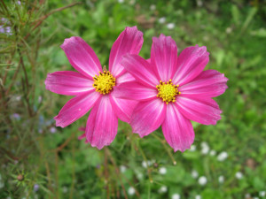 aster-pink-flower-amellus