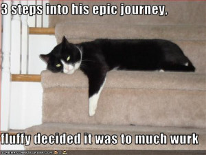 Epic Funny Cat Fails 10 Background Wallpaper Wallpaper