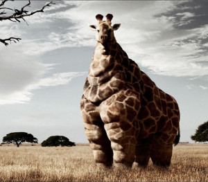 Really Funny Pictures Of Animals