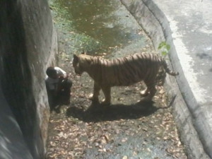 ... died in the Delhi zoo have done to avoid getting killed by the tiger