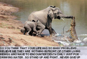 ... inspiring picture of an elephant fighting crocodile motivational quote