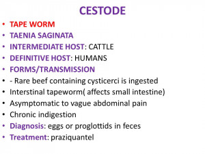 TAPE WORM TAENIA SAGINATA INTERMEDIATE HOST: CATTLE DEFINITIVE HOST ...