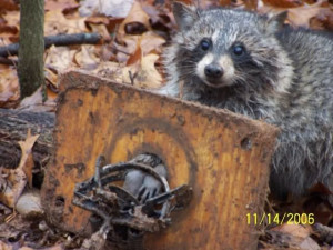 that said I like the box trap approach just incase i catch something i ...