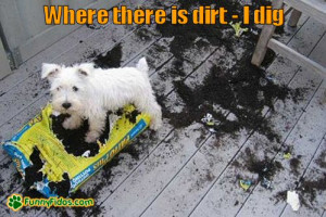 little dog digging a bag of dirt