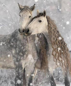 Beautiful wild horses in the snow of winter