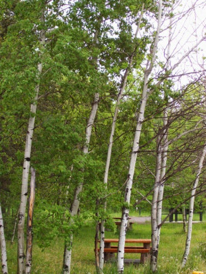 trembling aspen trembling aspen are the most widely distributed trees ...