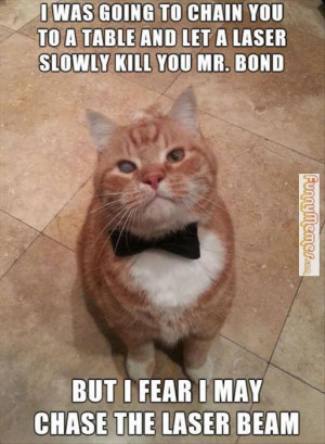 Cat memes – [Mr. Bond cat]