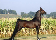 Equine conformation: Wikis