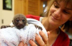 ... opportunity to see a cute baby monkey. I hope you will like and enjoy