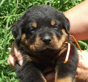 Rottweiler And Post Wallpapers Perros Mycelular Pictures