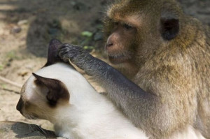 Funny : Cat & monkey friends14