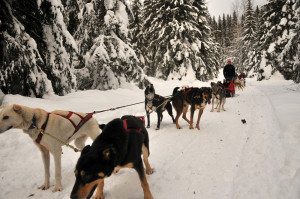 Related Pictures dogs sledding