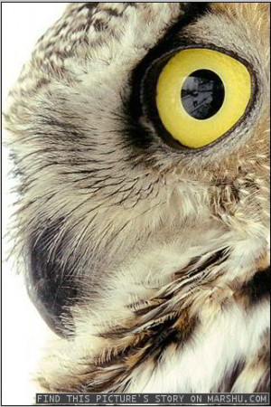 Related Pictures owl eyes great gatsby quotes