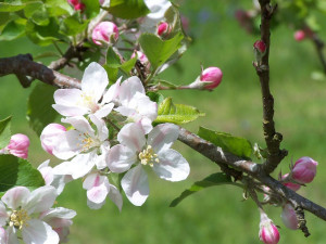 Blossom in the Orchard