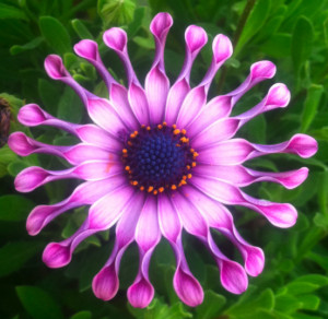 Filed under: Floral Designs — Emma @ January 21, 2012 1:08 am