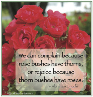 Rose Quotes and Sayings