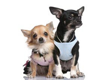 Facts About The Papillon Chihuahua