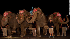 ... & Bailey Circus say allegations of elephant abuse were malicious