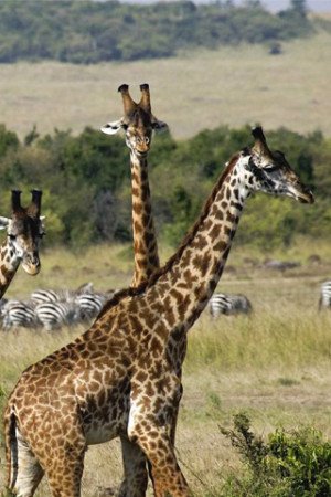 Funny Animals Pictures with Funny Sayings in Hindi Saying Funny Things ...