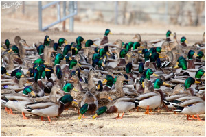 Wood Duck Mallards Bishop...
