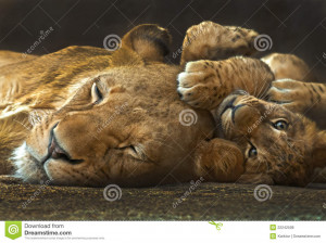 Mother Lion And Her Baby