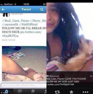 ll break my dog s neck obsessed one direction fan kills pet chihuahua ...