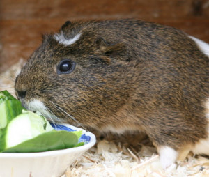 Hamsters Guinea Pigs Pets