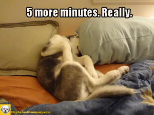 Funny Dog Pictures Sick Bed
