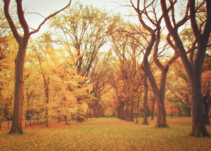 Autumn elm trees in Central Park. New York CityAutumn is one of my ...