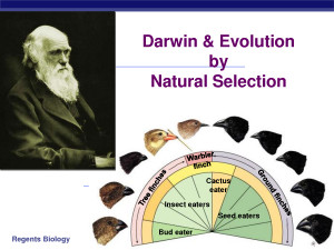 Darwin Evolution by Natural Selection