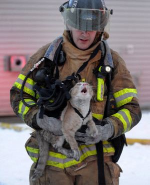 Anchorage Fire Department Engineer Pat O’Shea carries a cat that was ...