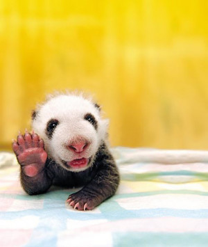 40 Incredibly Cute Baby Animal Pictures around the World