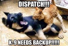 ... kitty katter k 9 backup poor doggie police dogs humor k9 backup humor