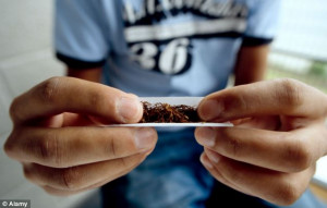 Casual use of the drug affects the size and shape of two key brain ...