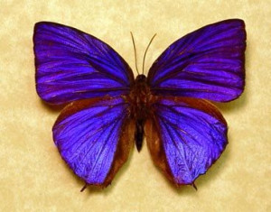 Real Purple Butterflies | Arhopala Hercules Real Rare Purple Butterfly ...