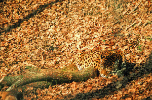 Jaguar effectively hidden via natural camouflage in the fall landscape