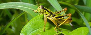 Kung Fu Grasshopper Quotes