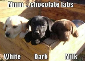 Chocolate Labs - Dog humor