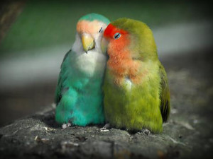 Love Birds Wallpapers | Beautiful Birds Pictures